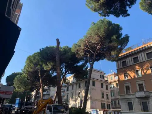 I pini cadono? Il Campidoglio li abbatte tutti