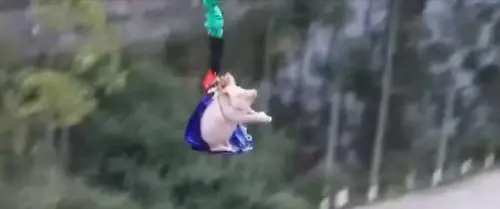 Maiale vivo lanciato col bungee jumping per inaugurare luna park