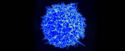 Tumore, la nuova cellula T come terapia universale