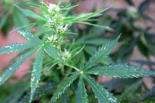 Cannabis per uso terapeutico: la Sicilia presterà assistenza gratuita 