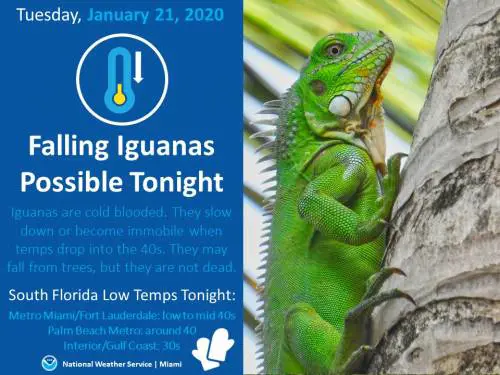 A Miami dagli alberi cadono... iguane ghiacciate