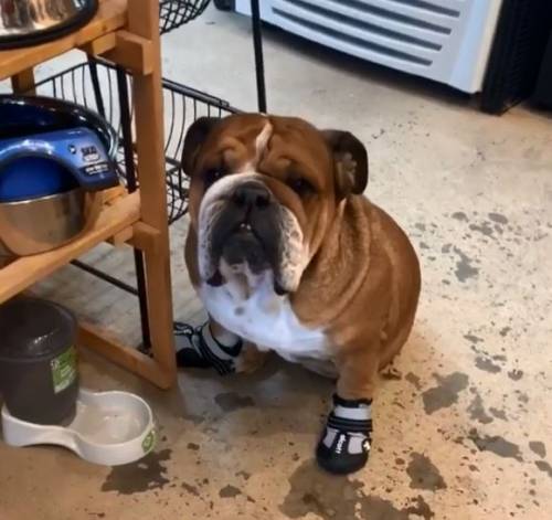 Lewis Hamilton mette le scarpe al suo bulldog inglese 