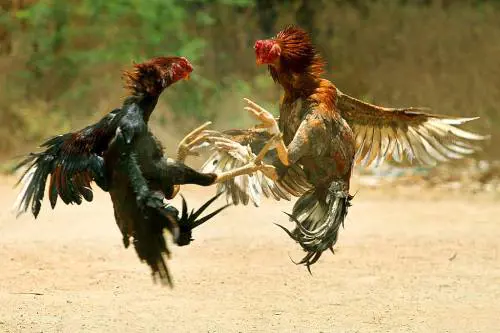 India, uomo ucciso da un gallo durante un combattimento clandestino tra pennuti
