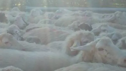 Foggia, agricoltore spara a un cane del gregge per dissidi sul pascolo