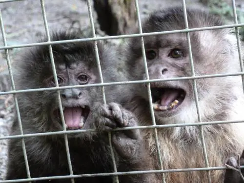 Allarme "Monkey B Virus": c'è il primo morto