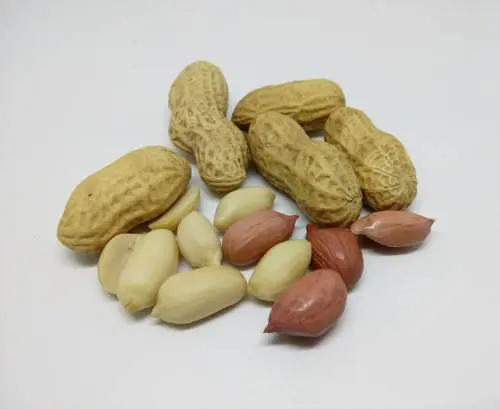 Vitamina E, alleata delle difese immunitarie