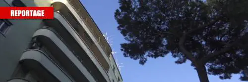 La scure del Comune sui pini di Roma, alla faccia delle politiche "green" della Raggi