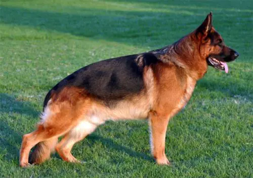 Bergamo, cercano di raggirare l'anziano con la finta eredità ma il suo cane mette in fuga i truffatori