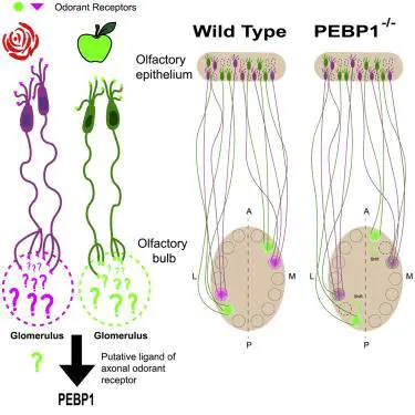 Ecco come codifichiamo gli odori a livello cerebrale