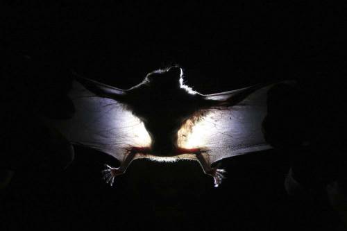 Gatto impazzito morde donna: "Aveva un virus dei pipistrelli"