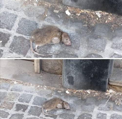 L'invasione di topi sotto la casa di Totò
