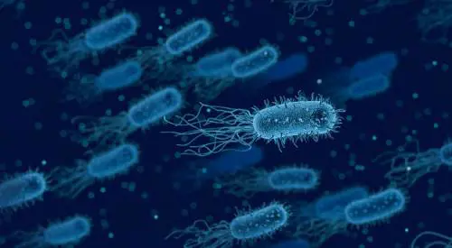 Tumore allo stomaco, rischio dimezzato eliminando il batterio dell'ulcera