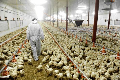 Aviaria in Cina: almeno 4.500 polli infetti e 20mila abbattuti