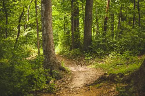 Foreste e boschi, Lombardia terza in Italia. Federlegno: materia prima da valorizzare per diminuire l'import