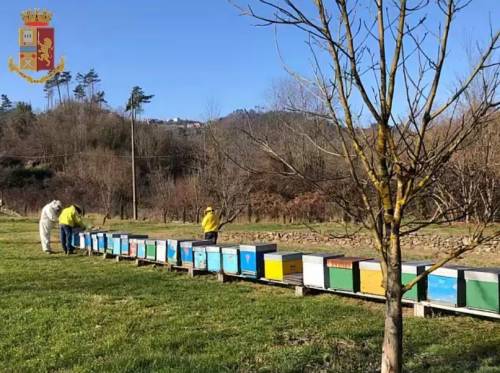 Il miele era una copertura: sgominata banda di spacciatori-apicoltori: 6 arresti
