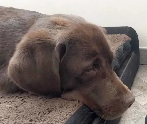 "Perché io, cane guida, sono  gli occhi della mia umana..."