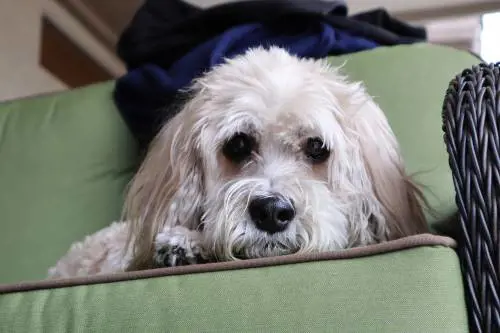 Cane salva la famiglia dal monossido di carbonio