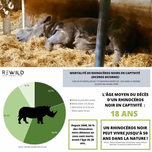 Jacob, il rinoceronte nero morto di fame nello zoo francese