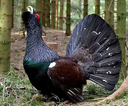 Uccise il gallo cedrone: ma fu "legittima difesa"