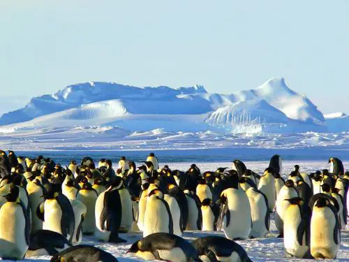 Antartide da record: 18,3°C, la seconda più alta di sempre