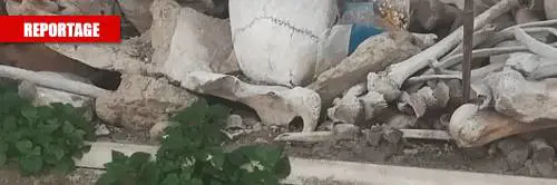 Lapidi divelte e ossa tra i viali: un viaggio nel degrado del cimitero di Poggioreale