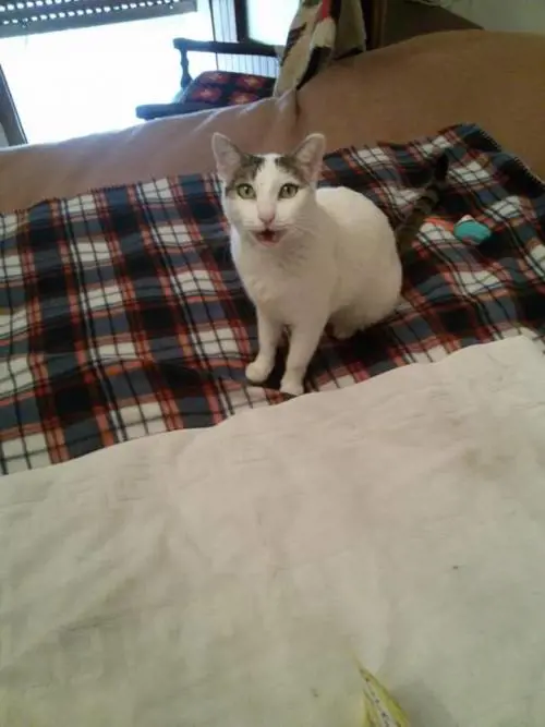 Tappezza la città di volantini per trovare la gatta: ora rischia maxi-multa