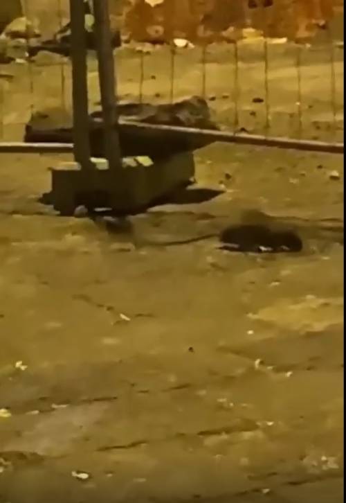 I topi infestano il cantiere di piazza Mercato, finanziato con fondi Unesco