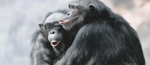 Gelosia, speranza e vendetta Come sono umane queste bestie