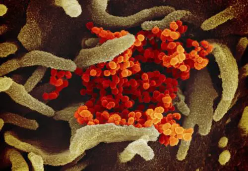 Coronavirus, il virologo Caruso: "I divieti non bastano. Vanno estesi anche al Sud"