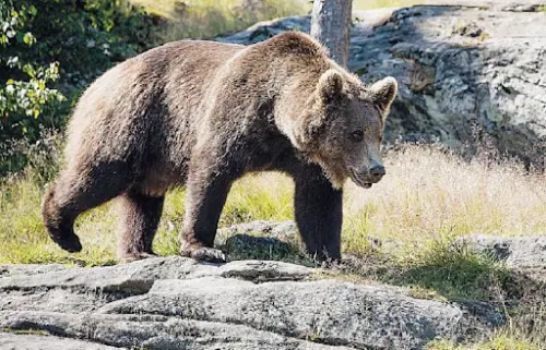 L'orso M49 si sveglia dal letargo, ricomincia l'inseguimento
