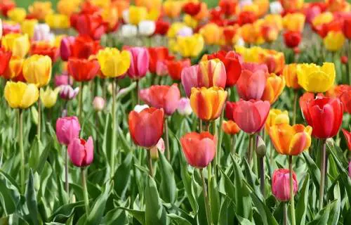 Coronavirus, la paura in tutta Europa blocca i camion con i fiori
