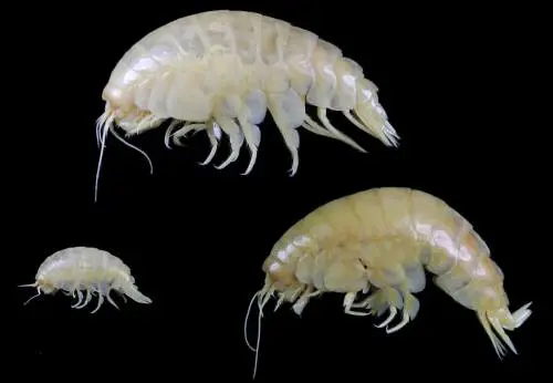 Scoperto un nuovo crostaceo, tracce di plastica nelle sue viscere