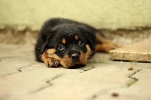 Coronavirus, il sindaco di Mamoiada: "Si può uscire solo con cani vivi"