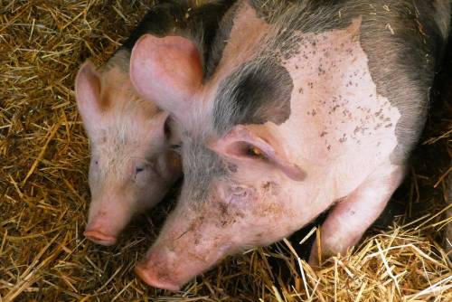 Benevento, scoperto allevamento abusivo di maiali: sequestrati 50 animali non controllati