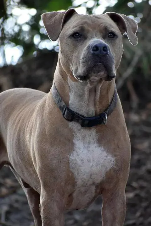 Fermo, pitbull azzanna alla testa bimba di 6 mesi. La piccola è grave