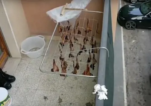 Sul balcone i pipistrelli sono stesi ad essiccare Il sangue cola in strada