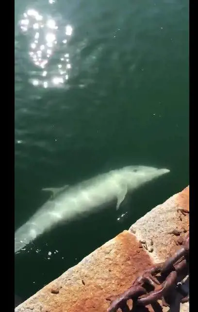 I delfini si avvicinano alla costa: così "consolano" i cittadini