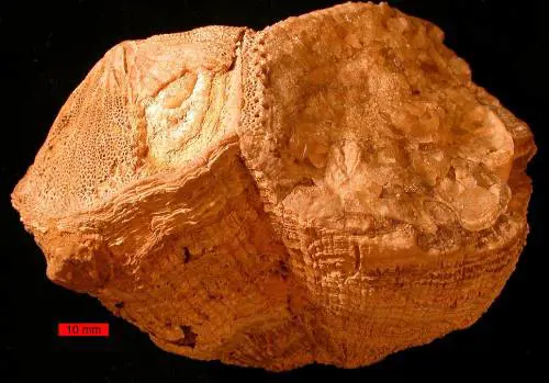 Nel Cretaceo, il giorno durava mezz'ora in meno e la Luna era più vicina