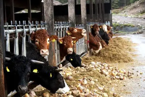 Prima i contadini, poi l'ecatombe: così è esploso il nuovo focolaio