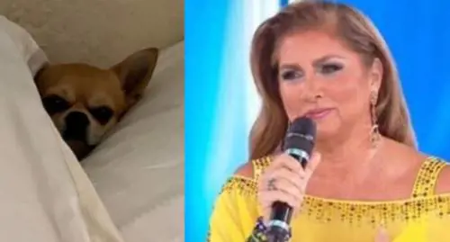 Coronavirus, Romina Power contro l'abbandono di animali: "Il virus non li attacca"