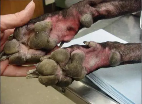 L’allarme dei veterinari: “Non pulite le zampe dei cani con la varechina”