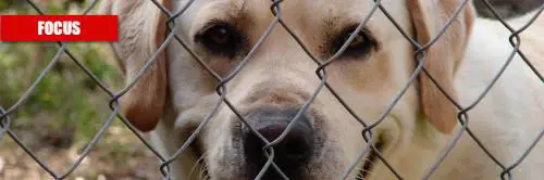 Coronavirus, è caos su acquisti e adozioni di cani 
