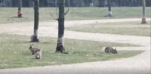 Ora gli animali selvatici invadono le città