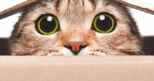 "Il bello degli animali? È il mistero che attende la biologia del futuro"
