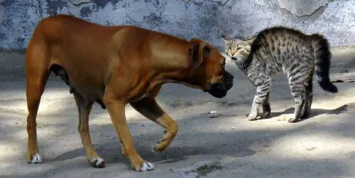 Cani e gatti troppo umani