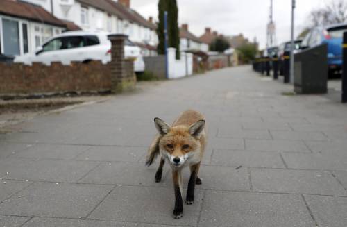 Coronavirus, gli animali selvatici (e non) invadono le città