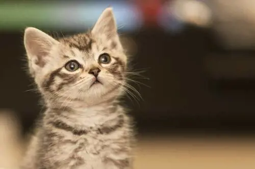 "Isolare gli animali ​dal padrone infetto"