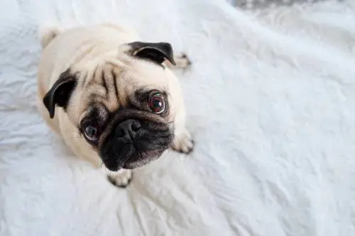 Porta il cane a passeggio, che si mimetizza con il paesaggio: le foto virali
