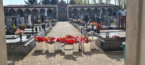 Coronavirus, i tulipani di Arese in dono a cimiteri e case di riposo