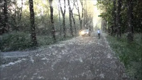 Il polline dei pioppi potrebbe trasportare il Covid: in Kashmir ne abbattono 42mila